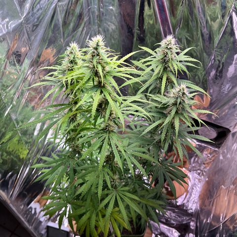 Preenseeds 2 geração  growlog timeline photo