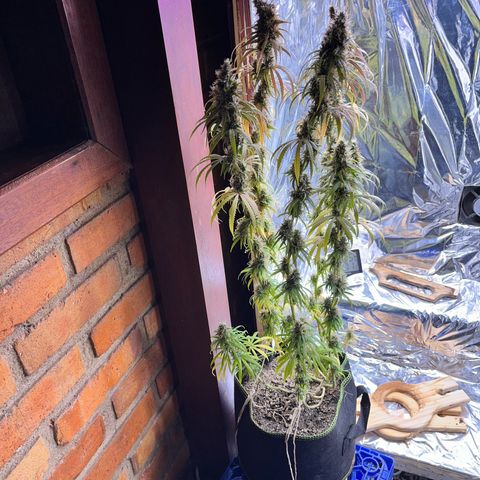 Preenseeds 2 geração  growlog timeline photo