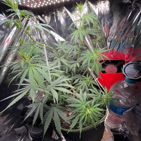 Preenseeds 2 geração  growlog timeline photo