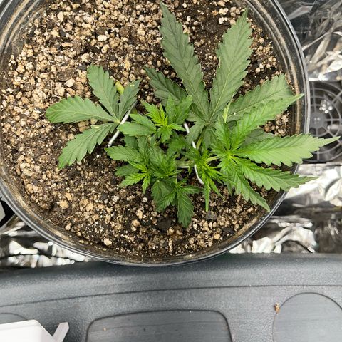 Preenseeds 2 geração  growlog timeline photo