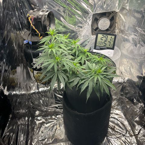 Preenseeds 2 geração  growlog timeline photo