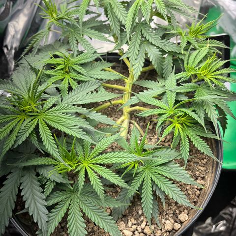 Preenseeds 2 geração  growlog timeline photo