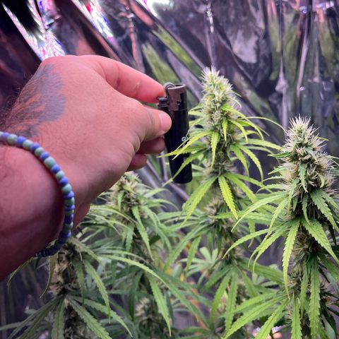 Preenseeds 2 geração  growlog timeline photo