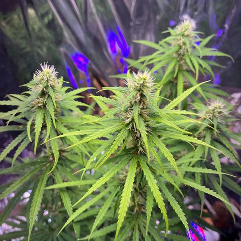 Preenseeds 2 geração  growlog timeline photo