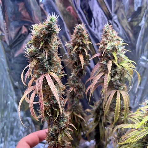 Preenseeds 2 geração  growlog timeline photo