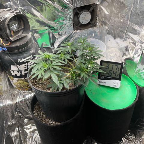 Preenseeds 2 geração  growlog timeline photo