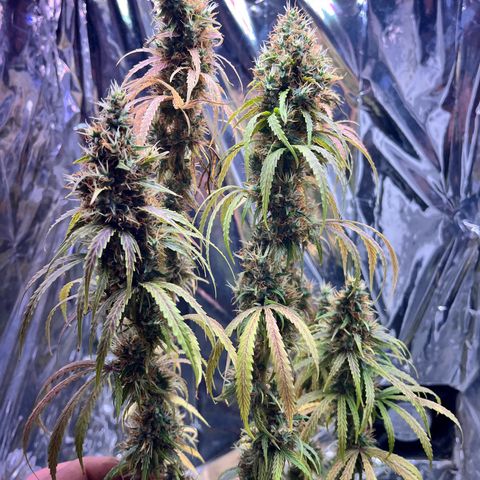 Preenseeds 2 geração  growlog timeline photo