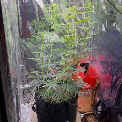Preenseeds 2 geração  growlog timeline photo