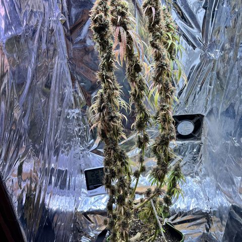 Preenseeds 2 geração  growlog timeline photo