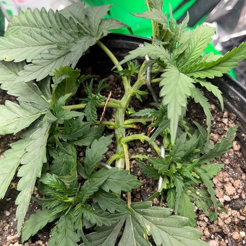 Preenseeds 2 geração  growlog timeline photo