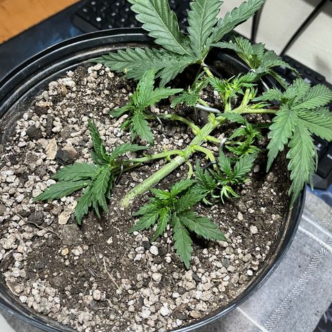 Preenseeds 2 geração  growlog timeline photo