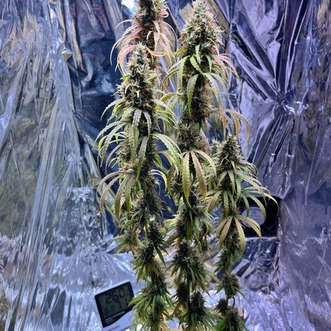 Preenseeds 2 geração  growlog timeline photo