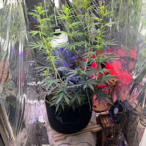 Preenseeds 2 geração  growlog timeline photo
