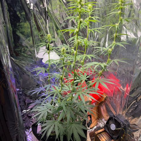 Preenseeds 2 geração  growlog timeline photo