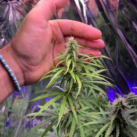 Preenseeds 2 geração  growlog timeline photo