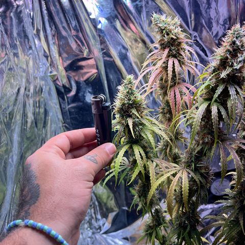 Preenseeds 2 geração  growlog timeline photo