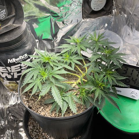 Preenseeds 2 geração  growlog timeline photo