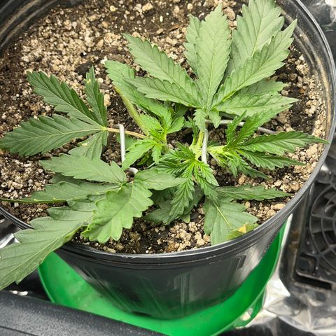 Preenseeds 2 geração  growlog timeline photo