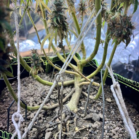 Preenseeds 2 geração  growlog timeline photo