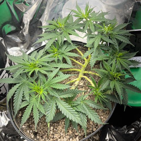Preenseeds 2 geração  growlog timeline photo