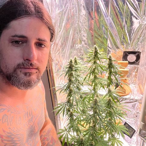 Preenseeds 2 geração  growlog timeline photo