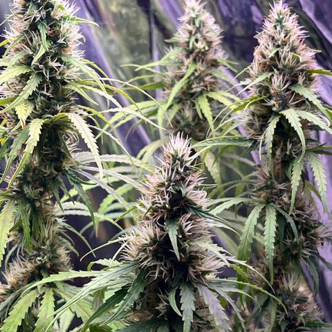 Preenseeds 2 geração  growlog timeline photo