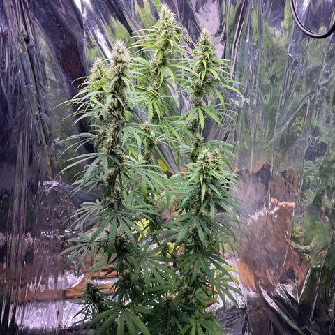 Preenseeds 2 geração  growlog timeline photo