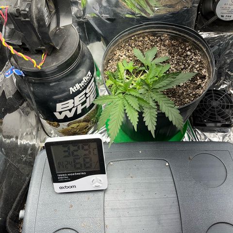 Preenseeds 2 geração  growlog timeline photo