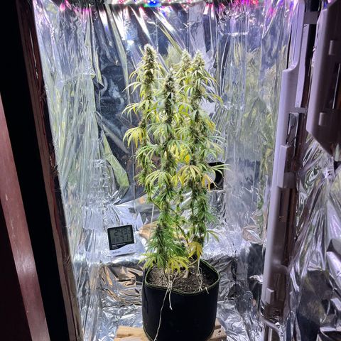 Preenseeds 2 geração  growlog timeline photo