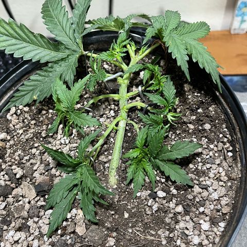 Preenseeds 2 geração  growlog timeline photo