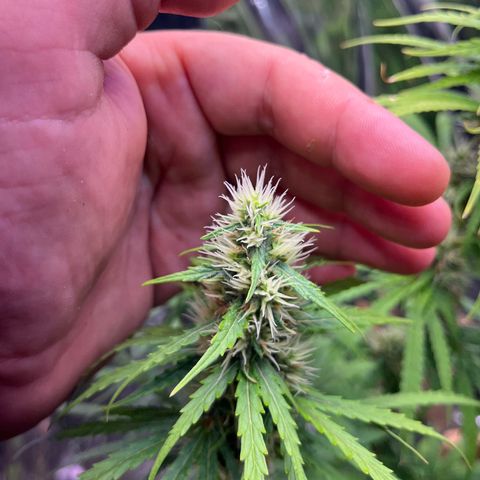 Preenseeds 2 geração  growlog timeline photo