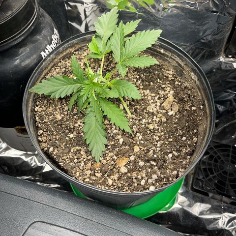 Preenseeds 2 geração  growlog timeline photo
