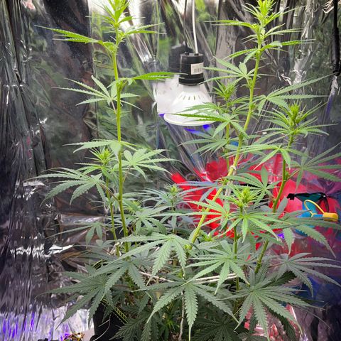 Preenseeds 2 geração  growlog timeline photo