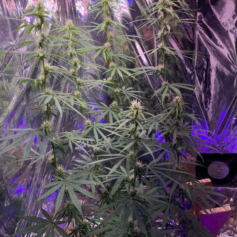 Preenseeds 2 geração  growlog timeline photo