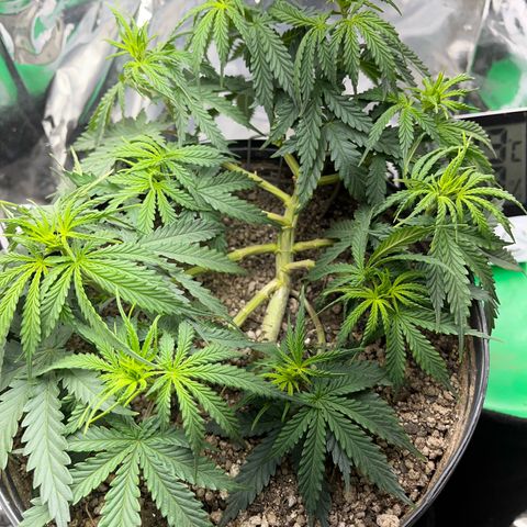 Preenseeds 2 geração  growlog timeline photo