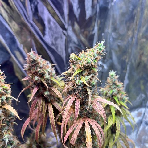 Preenseeds 2 geração  growlog timeline photo