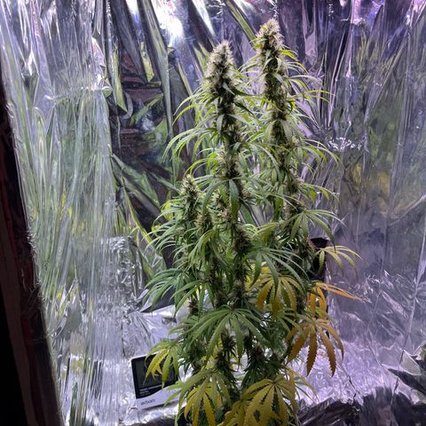 Preenseeds 2 geração  growlog timeline photo
