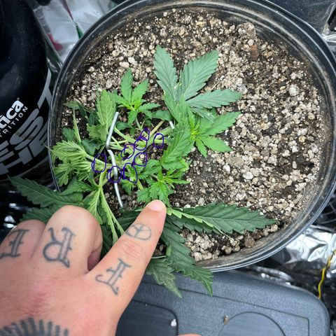 Preenseeds 2 geração  growlog timeline photo