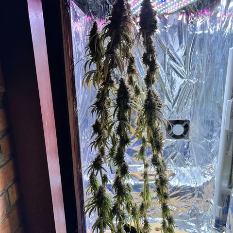 Preenseeds 2 geração  growlog timeline photo