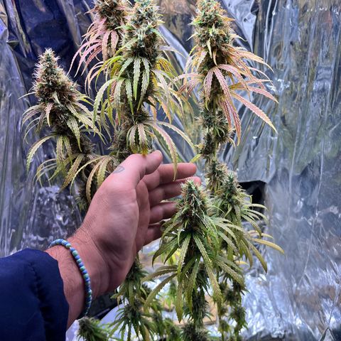 Preenseeds 2 geração  growlog timeline photo