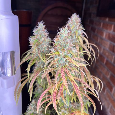 Preenseeds 2 geração  growlog timeline photo