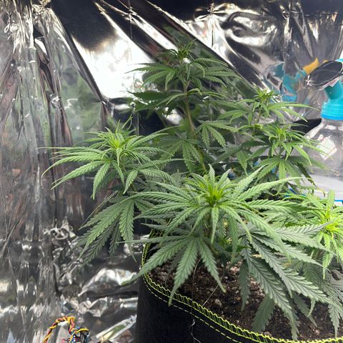 Preenseeds 2 geração  growlog timeline photo