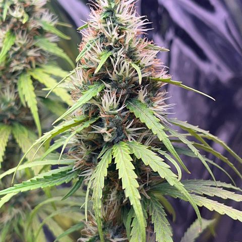 Preenseeds 2 geração  growlog timeline photo