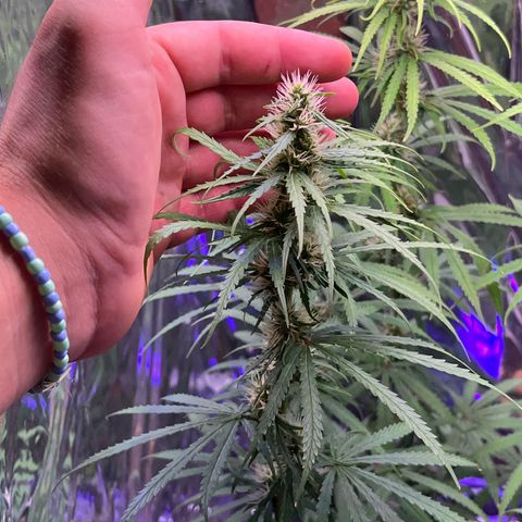 Preenseeds 2 geração  growlog timeline photo