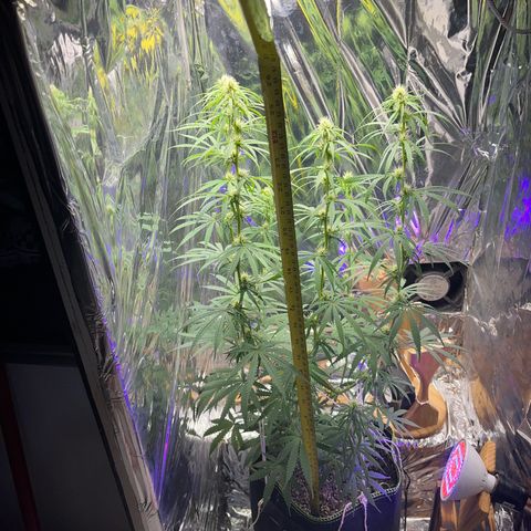 Preenseeds 2 geração  growlog timeline photo