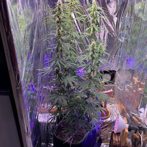 Preenseeds 2 geração  growlog timeline photo