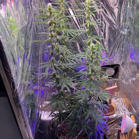 Preenseeds 2 geração  growlog timeline photo