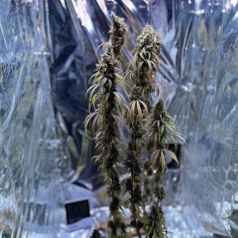 Preenseeds 2 geração  growlog timeline photo