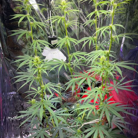 Preenseeds 2 geração  growlog timeline photo