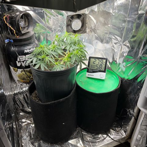 Preenseeds 2 geração  growlog timeline photo